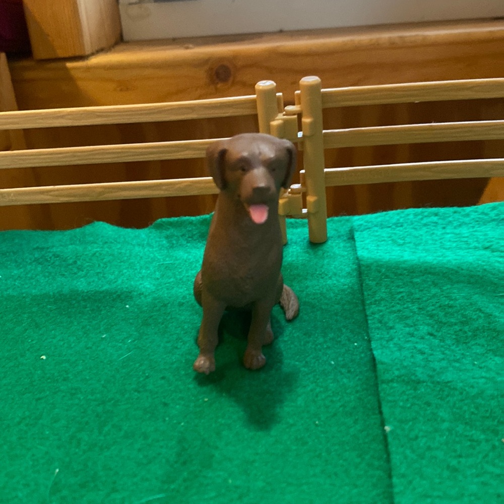 Brown dog